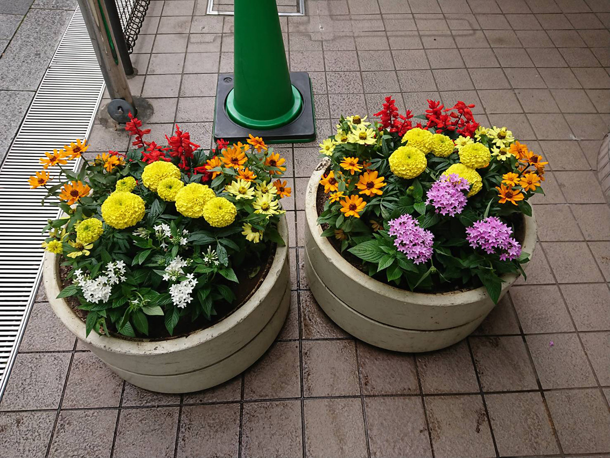 寄せ植えコンテナのレンタル