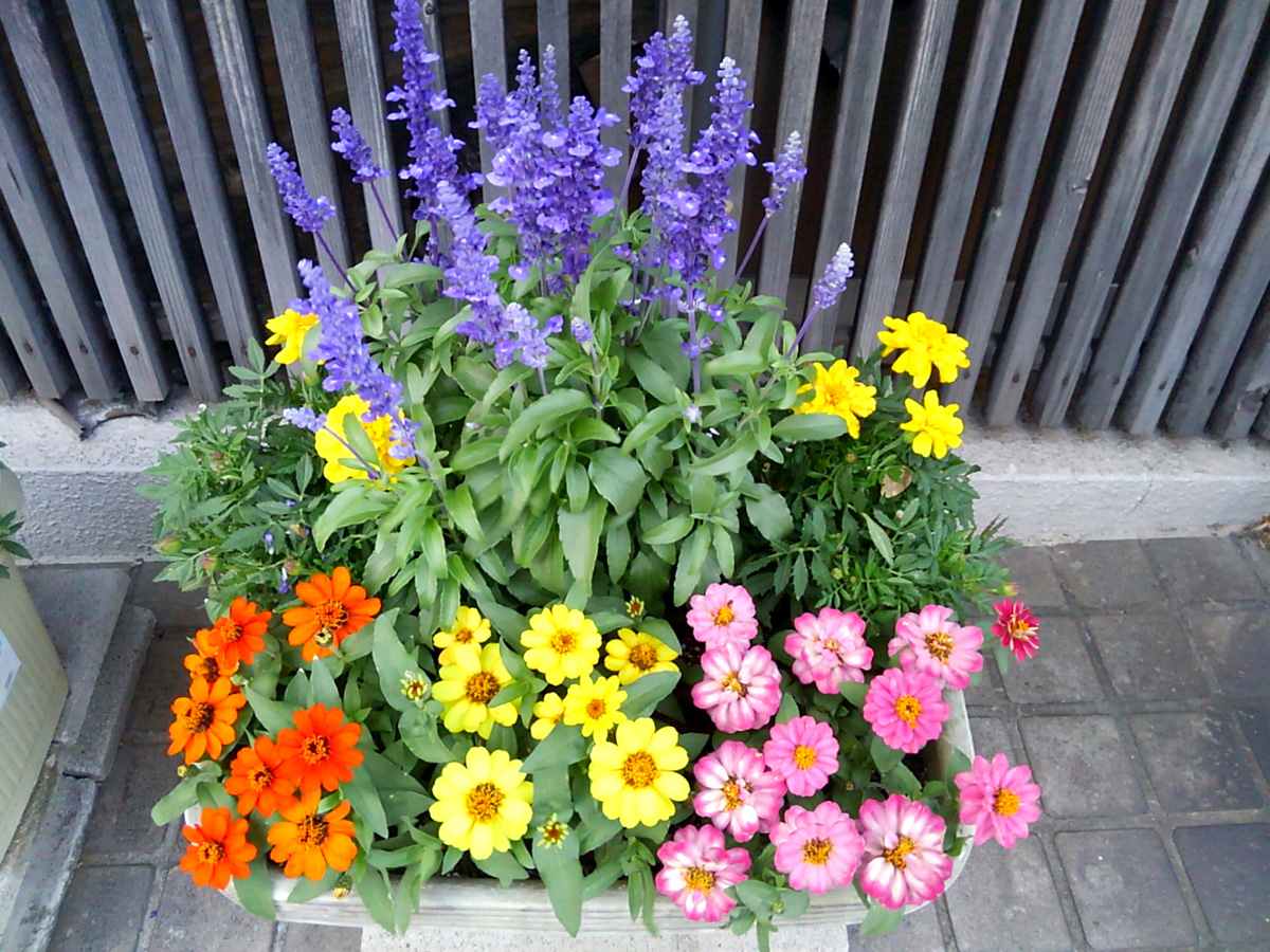 寄せ植えコンテナのレンタル