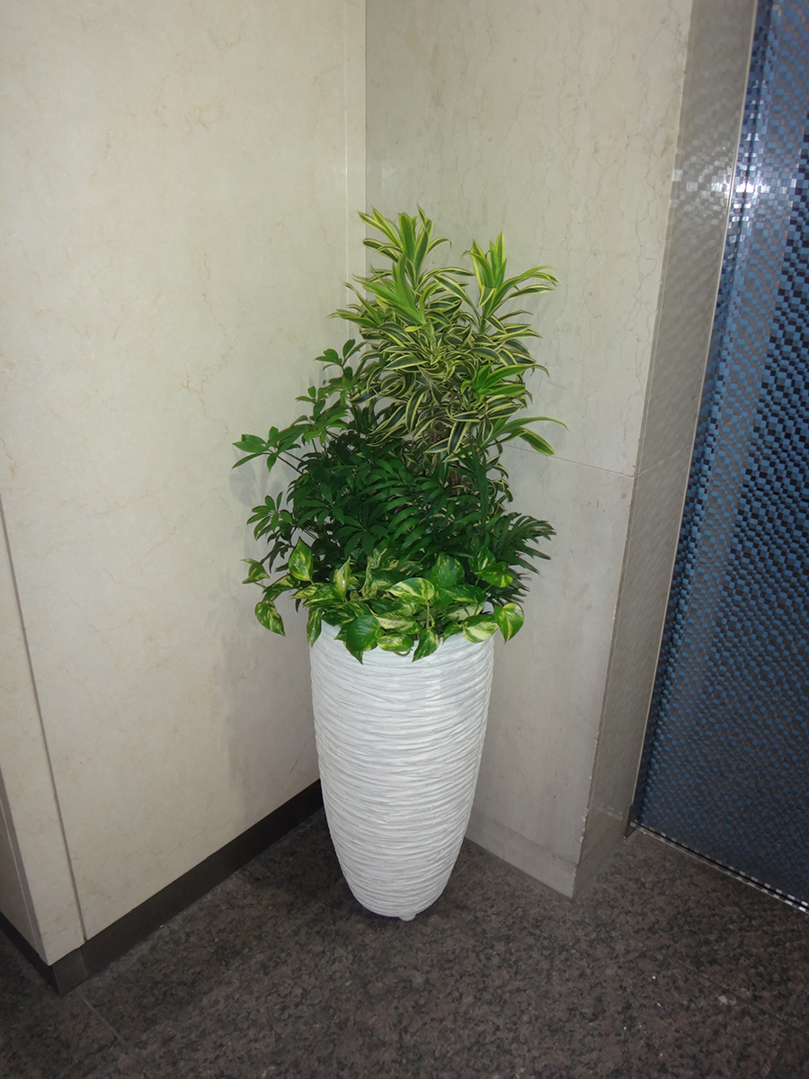 観葉植物のレンタル