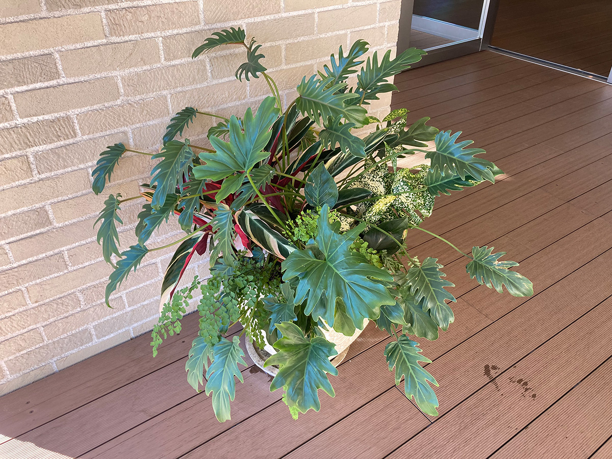 観葉植物のレンタル