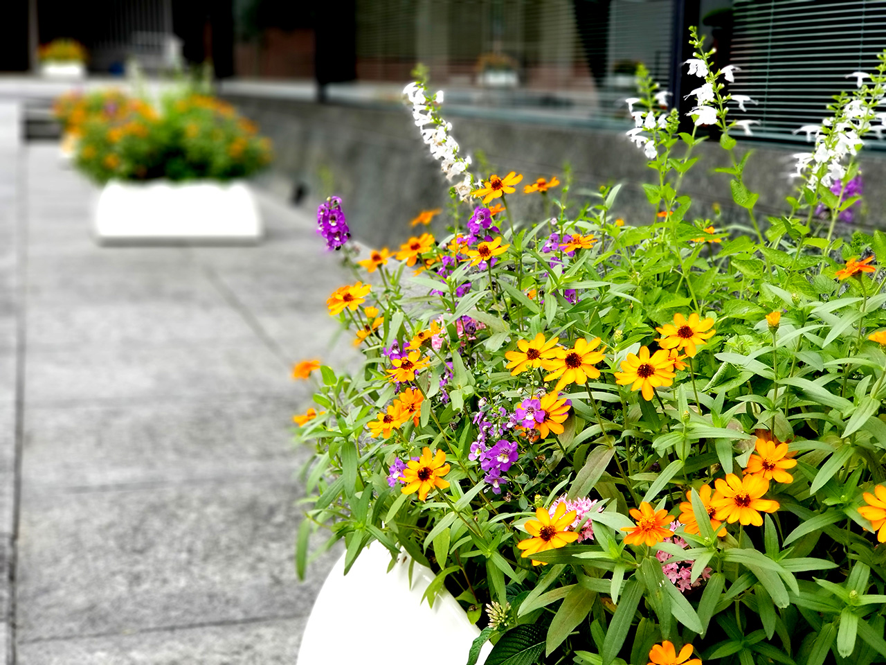 花・植物のレンタル・定期管理